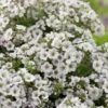 Gipskruid (Gypsophila Cerastioides) D 11 H 20 Cm 2 Gipskruid (Gypsophila Cerastioides) D 11 H 20 Cm -Tuin Planten Winkel 8713469383660