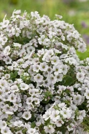 Gipskruid (Gypsophila Cerastioides) D 11 H 20 Cm