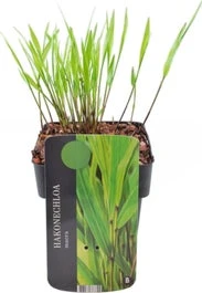 Japans Siergras (Hakonechloa Macra) D 17 H 10 Cm