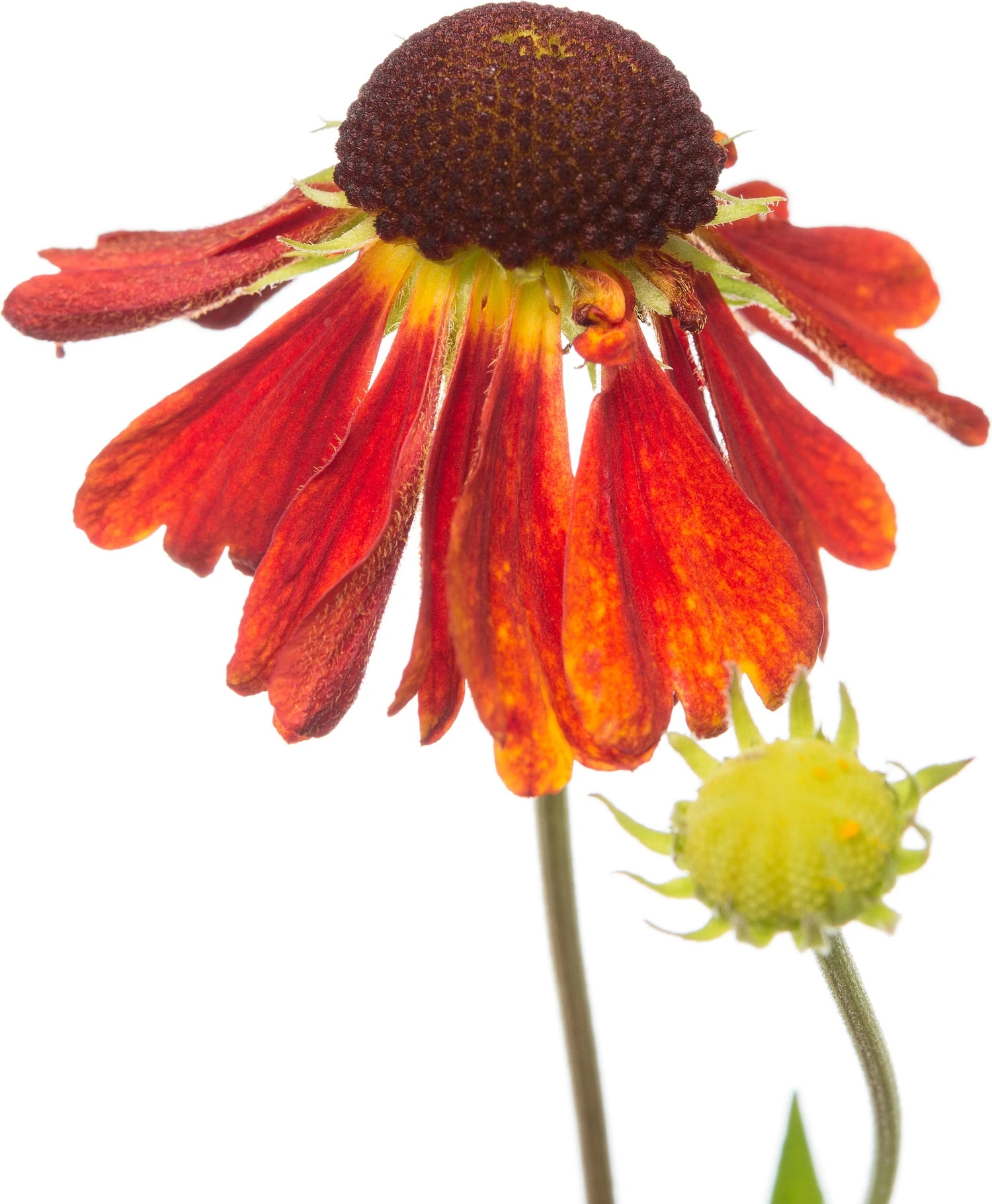 Zonnekruid (Helenium 'Moerheim Beauty') D 11 H 10 Cm 5 Zonnekruid (Helenium 'Moerheim Beauty') D 11 H 10 Cm - Afbeelding 3