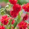 Zonneroosje (Helianthemum 'Cerise Queen') D 11 H 15 Cm