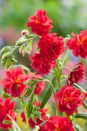 Zonneroosje (Helianthemum 'Cerise Queen') D 11 H 15 Cm