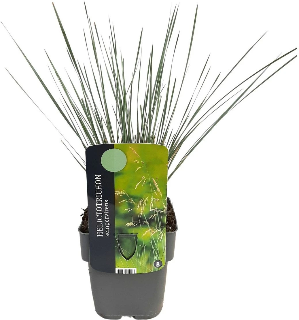 Blauwstraalhaver (Helictotrichon Sempervirens) D 17 H 40 Cm 3 Blauwstraalhaver (Helictotrichon Sempervirens) D 17 H 40 Cm