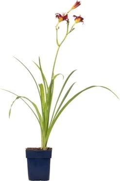 Daglelie (Hemerocallis 'Pardon Me') D 11 H 20 Cm