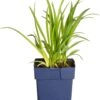 Daglelie (Hemerocallis 'Sammy Russell') D 11 H 70 Cm 1 Daglelie (Hemerocallis 'Sammy Russell') D 11 H 70 Cm -Tuin Planten Winkel 8713469419918