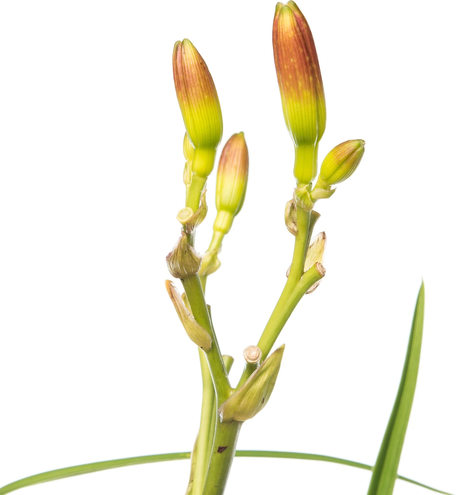 Daglelie (Hemerocallis 'Summer Wine') D 11 H 10 Cm 4 Daglelie (Hemerocallis 'Summer Wine') D 11 H 10 Cm - Afbeelding 2