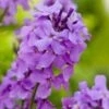 Damastbloem (Hesperis Matronalis) D 11 H 10 Cm 2 Damastbloem (Hesperis Matronalis) D 11 H 10 Cm -Tuin Planten Winkel 8713469423588 3 1