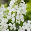 Damastbloem (Hesperis Matronalis 'Alba') D 11 H 10 Cm -Tuin Planten Winkel 8713469423625 3 1