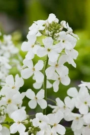 Damastbloem (Hesperis Matronalis 'Alba') D 11 H 10 Cm