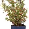 Hysop (Hyssopus Officinalis) D 11 H 10 Cm -Tuin Planten Winkel 8713469459976