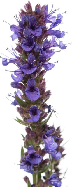 Hysop (Hyssopus Officinalis) D 11 H 10 Cm 5 Hysop (Hyssopus Officinalis) D 11 H 10 Cm -Tuin Planten Winkel 8713469459976 2