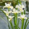 Siberische Lis (Iris Sibirica 'Snow Queen') D H 20 Cm -Tuin Planten Winkel 8713469478670