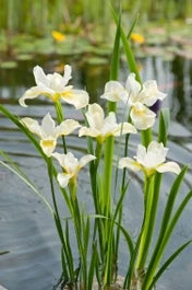 Siberische Lis (Iris Sibirica 'Snow Queen') D H 20 Cm 3 Siberische Lis (Iris Sibirica 'Snow Queen') D H 20 Cm