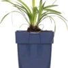 Leliegras (Liriope Muscari 'Ingwersen') D 11 H 10 Cm -Tuin Planten Winkel 8713469546706 1