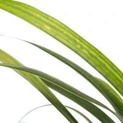 Leliegras (Liriope Muscari 'Ingwersen') D 11 H 10 Cm 6 Leliegras (Liriope Muscari 'Ingwersen') D 11 H 10 Cm -Tuin Planten Winkel 8713469546706 2