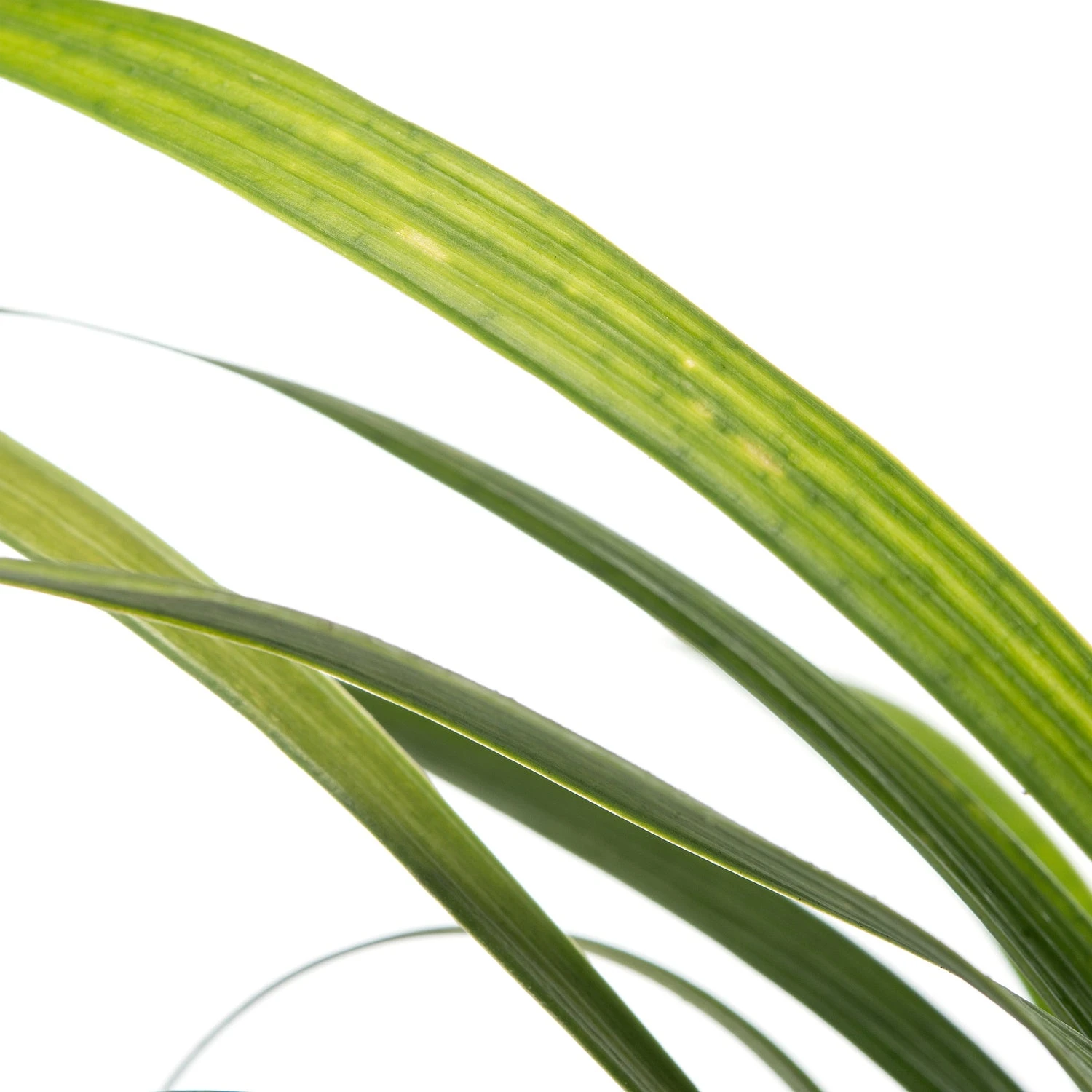 Leliegras (Liriope Muscari 'Ingwersen') D 11 H 10 Cm 4 Leliegras (Liriope Muscari 'Ingwersen') D 11 H 10 Cm - Afbeelding 2