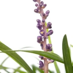 Leliegras (Liriope Muscari 'Ingwersen') D 11 H 10 Cm 7 Leliegras (Liriope Muscari 'Ingwersen') D 11 H 10 Cm -Tuin Planten Winkel 8713469546706 3
