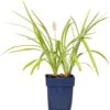 Leliegras (Liriope Muscari 'Monroe White) D 11 H 10 Cm