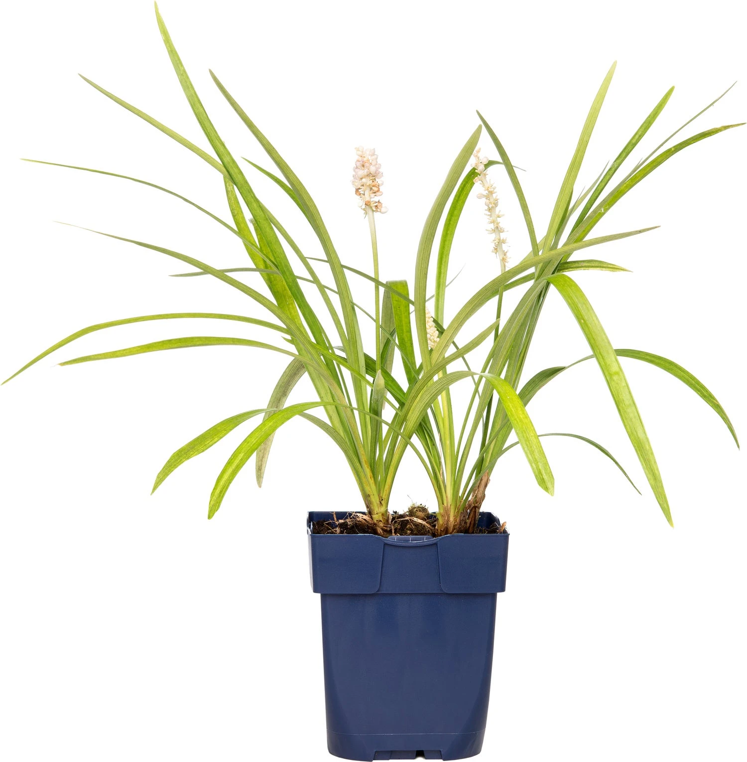 Leliegras (Liriope Muscari 'Monroe White) D 11 H 10 Cm 3 Leliegras (Liriope Muscari 'Monroe White) D 11 H 10 Cm