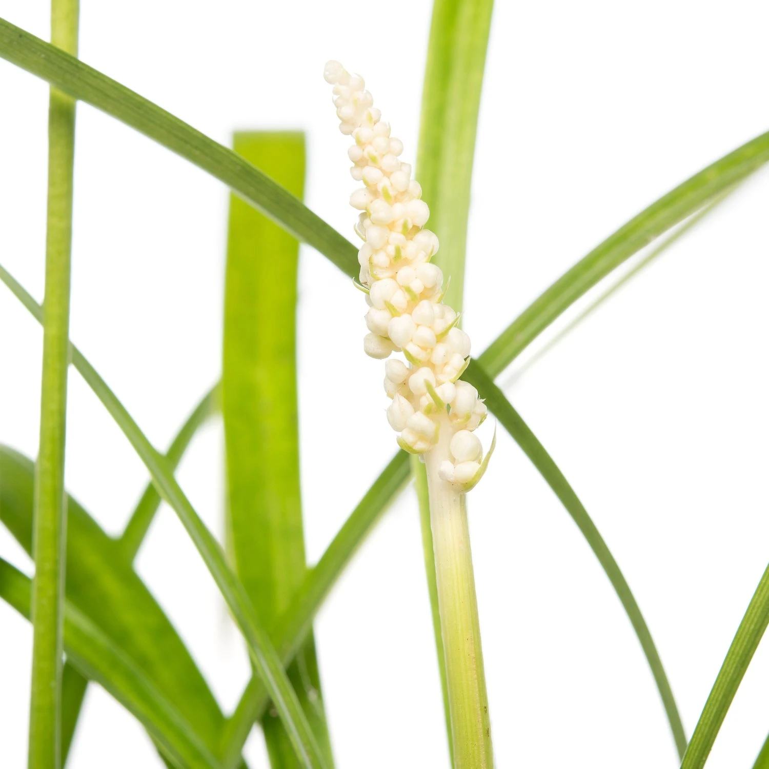 Leliegras (Liriope Muscari 'Monroe White) D 11 H 10 Cm 4 Leliegras (Liriope Muscari 'Monroe White) D 11 H 10 Cm - Afbeelding 2