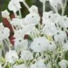 Prikneus (Lychnis Coronaria 'Alba') D 11 H 80 Cm -Tuin Planten Winkel 8713469552219