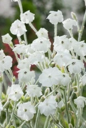 Prikneus (Lychnis Coronaria 'Alba') D 11 H 80 Cm 3 Prikneus (Lychnis Coronaria 'Alba') D 11 H 80 Cm