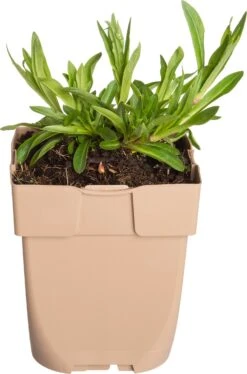 Echte Koekoeksbloem (Silene Flos-cuculi) D 11 H 10 Cm