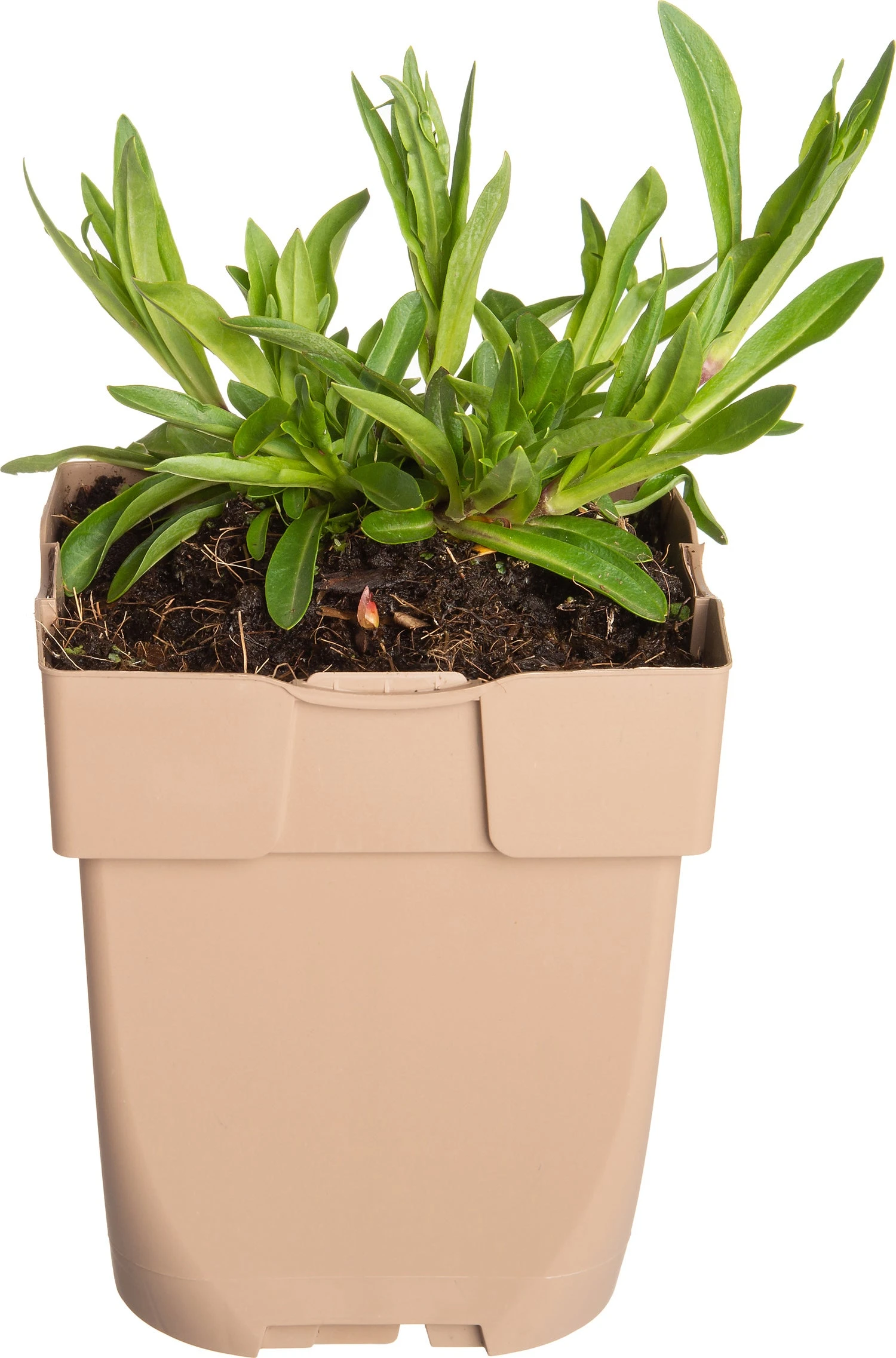 Echte Koekoeksbloem (Silene Flos-cuculi) D 11 H 10 Cm 3 Echte Koekoeksbloem (Silene Flos-cuculi) D 11 H 10 Cm