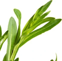 Echte Koekoeksbloem (Silene Flos-cuculi) D 11 H 10 Cm 5 Echte Koekoeksbloem (Silene Flos-cuculi) D 11 H 10 Cm -Tuin Planten Winkel 8713469552332 2