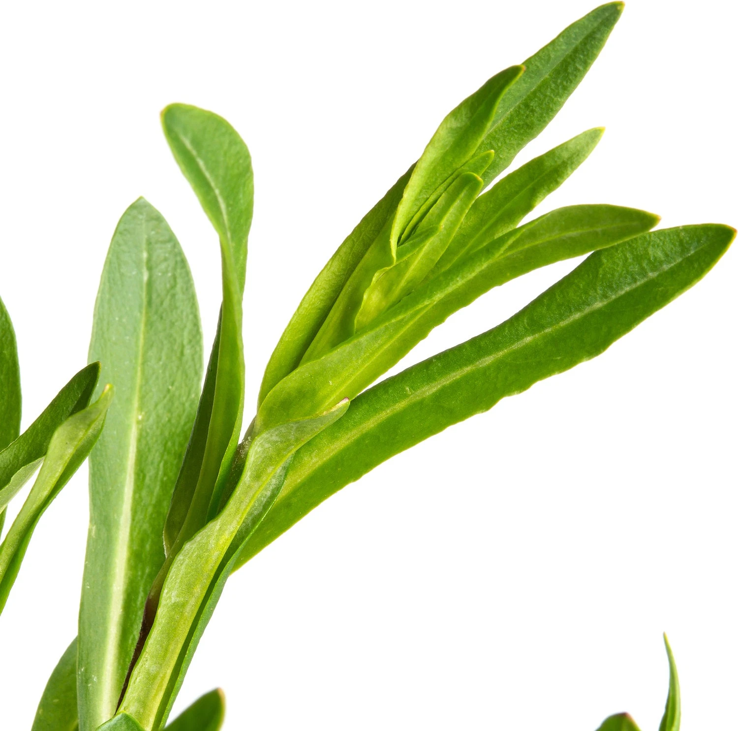 Echte Koekoeksbloem (Silene Flos-cuculi) D 11 H 10 Cm 4 Echte Koekoeksbloem (Silene Flos-cuculi) D 11 H 10 Cm - Afbeelding 2