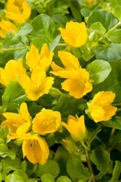 Penningkruid (Lysimachia Nummularia) D 11 H 10 Cm