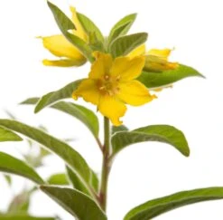 Moeraswederik (Lysimachia Punctata) D 11 H 10 Cm 5 Moeraswederik (Lysimachia Punctata) D 11 H 10 Cm -Tuin Planten Winkel 8713469554091 2 1