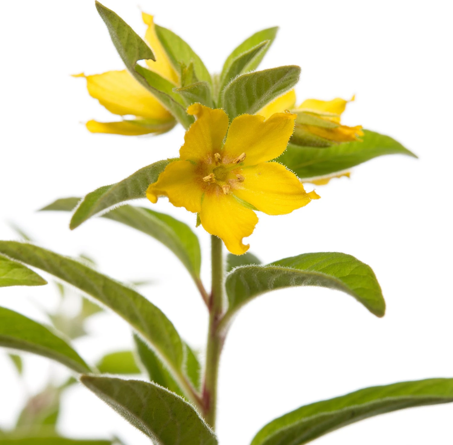 Moeraswederik (Lysimachia Punctata) D 11 H 10 Cm 4 Moeraswederik (Lysimachia Punctata) D 11 H 10 Cm - Afbeelding 2