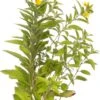 Moeraswederik (Lysimachia Punctata) D 11 H 10 Cm 1 Moeraswederik (Lysimachia Punctata) D 11 H 10 Cm -Tuin Planten Winkel 8713469554091 3 1