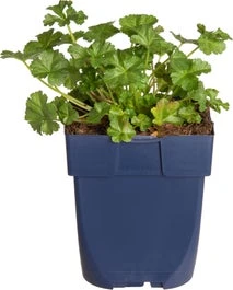 Muskuskaasjeskruid (Malva Moschata 'Alba') D 11 H 60 Cm 3 Muskuskaasjeskruid (Malva Moschata 'Alba') D 11 H 60 Cm