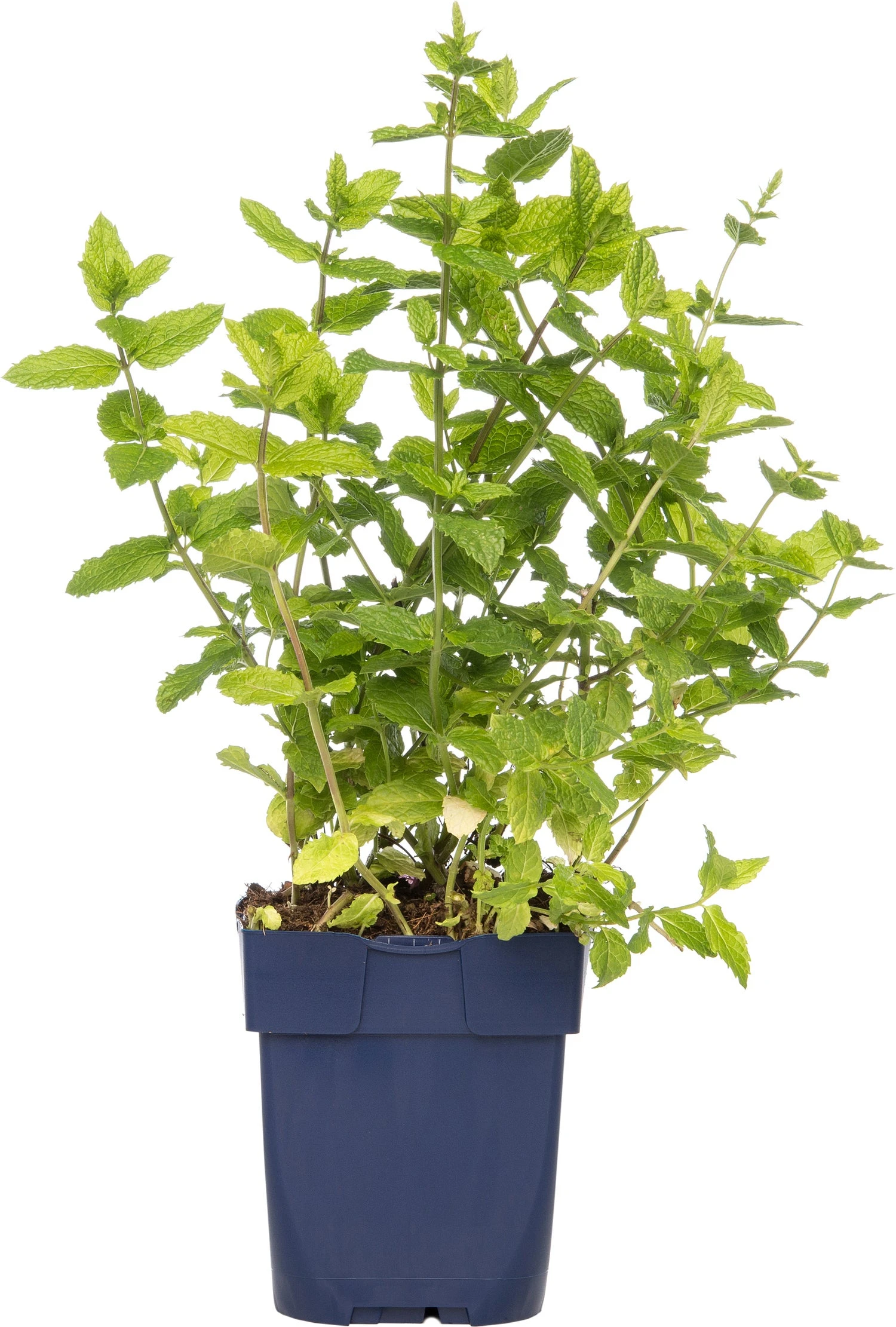 Marocaanse Munt (Mentha Spicata 'Maroccan') D 11 H 10 Cm 3 Marocaanse Munt (Mentha Spicata 'Maroccan') D 11 H 10 Cm