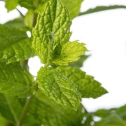 Marocaanse Munt (Mentha Spicata 'Maroccan') D 11 H 10 Cm 5 Marocaanse Munt (Mentha Spicata 'Maroccan') D 11 H 10 Cm -Tuin Planten Winkel 8713469560993 2