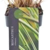 Chinees Riet (Miscanthus Sinensis 'Morning Light') D 17 H 10 Cm -Tuin Planten Winkel 8713469568661