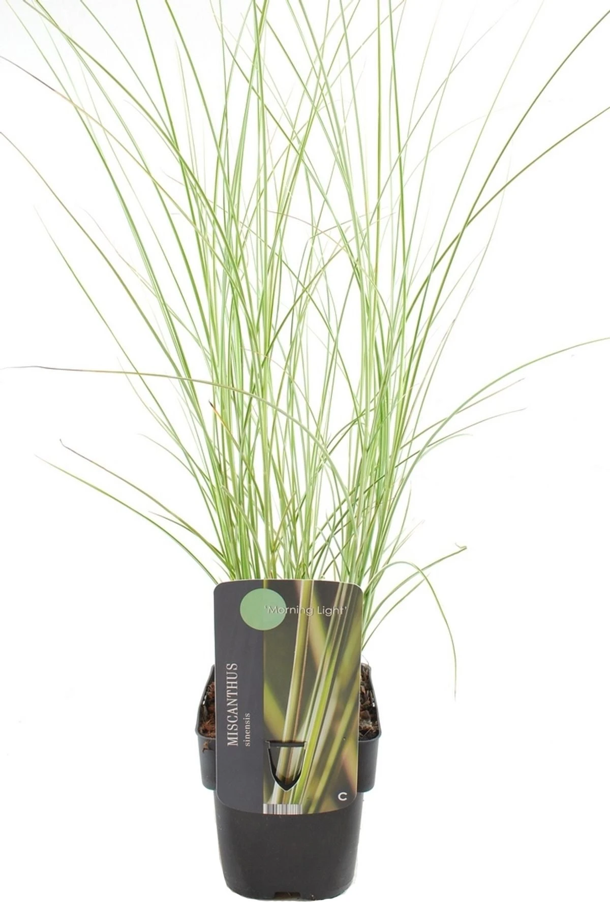 Chinees Riet (Miscanthus Sinensis 'Morning Light') D 17 H 10 Cm 4 Chinees Riet (Miscanthus Sinensis 'Morning Light') D 17 H 10 Cm - Afbeelding 2