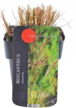 Chinees Riet (Miscanthus Sinensis 'Kleine Silberspinne') D 17 H 10 Cm