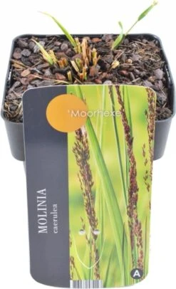 Pijpestrootje (Molinia Caerulea 'Moorhexe') D 17 H 10 Cm