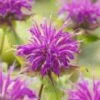 Bergamotplant (Monarda 'Marshall's Delight') D 11 H 100 Cm 1 Bergamotplant (Monarda 'Marshall's Delight') D 11 H 100 Cm -Tuin Planten Winkel 8713469575935
