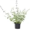 Kattenkruid (Nepeta Faassenii) D 11 H 10 Cm 2 Kattenkruid (Nepeta Faassenii) D 11 H 10 Cm -Tuin Planten Winkel 8713469577991 3 1