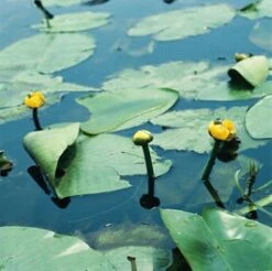 Gele Plomp (Nuphar Lutea) D 18 H 30 Cm