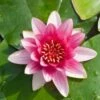 Waterlelie (Nymphaea 'Attraction') D 18 H 30 Cm -Tuin Planten Winkel 8713469580106