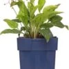 Amerikaanse Vergeet-mij-niet (Omphalodes Verna) D 11 H 10 Cm -Tuin Planten Winkel 8713469585392 3 1
