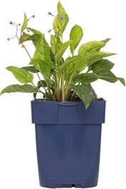 Amerikaanse Vergeet-mij-niet (Omphalodes Verna) D 11 H 10 Cm