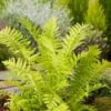 Struisvaren (Matteuccia Struthiopteris) D 11 H 10 Cm -Tuin Planten Winkel 8713469585477 3 1