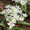 Gewone Vogelmelk (Ornithogalum Umbellatum) D 11 H 15 Cm 1 Gewone Vogelmelk (Ornithogalum Umbellatum) D 11 H 15 Cm -Tuin Planten Winkel 8713469587792
