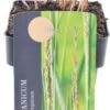 Vingergras (Panicum Virgatum 'Heavy Metal') D 17 H 10 Cm 1 Vingergras (Panicum Virgatum 'Heavy Metal') D 17 H 10 Cm -Tuin Planten Winkel 8713469608473